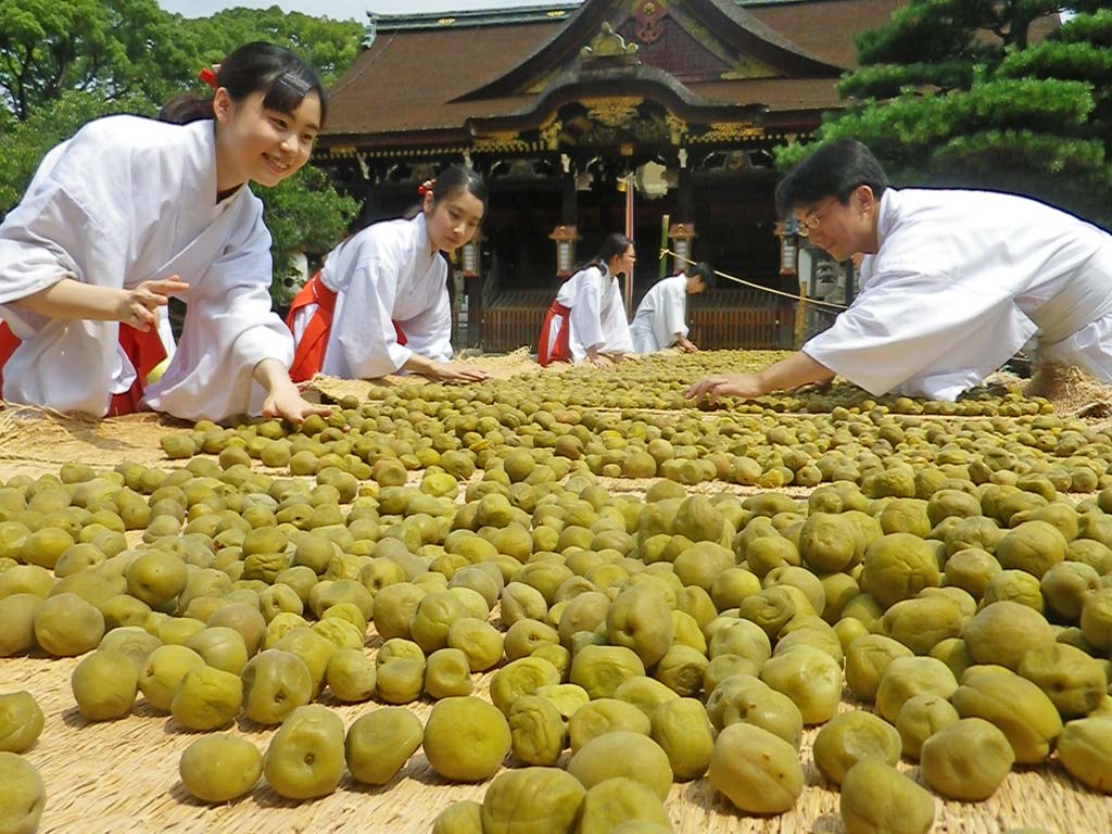 北野天満宮で梅の実の土用干し 緋袴白書 備忘録